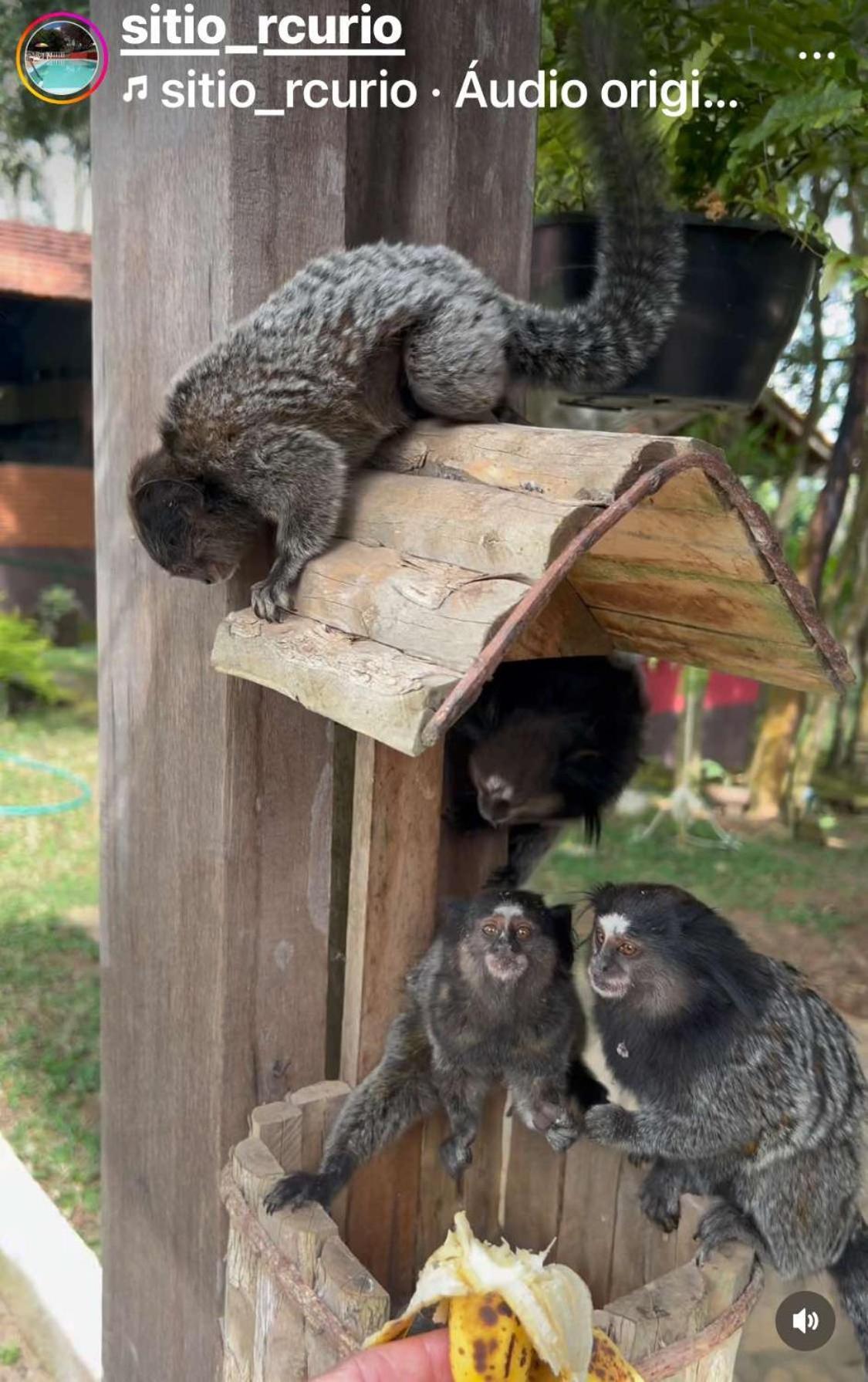 Sitio Pousada Recanto Curio Ibiuna Bagian luar foto